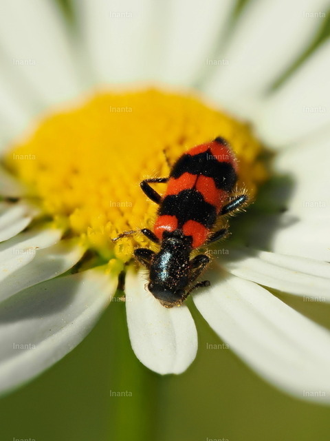 Gemeiner Bienenkäfer (Trichius fasciatus) | Der Gemeine Bienenkäfer (Trichodes apiarius) ist ein 8–15 mm großer, auffällig orangerot und blauschwarz gebänderter Buntkäfer mit metallisch blauem Kopf und Halsschild. Er gehört zur Familie der Buntkäfer; die Larven leben räuberisch in Nestern von Solitärbienen.
 –  – 
The Bee Beetle (Trichodes apiarius) is an 8–15 mm striking orange-red and blue-black banded checkered beetle with a metallic blue head and pronotum. It belongs to the checkered beetle family; the larvae live as predators in nests of solitary bees. - Realisiert mit Pictrs.com