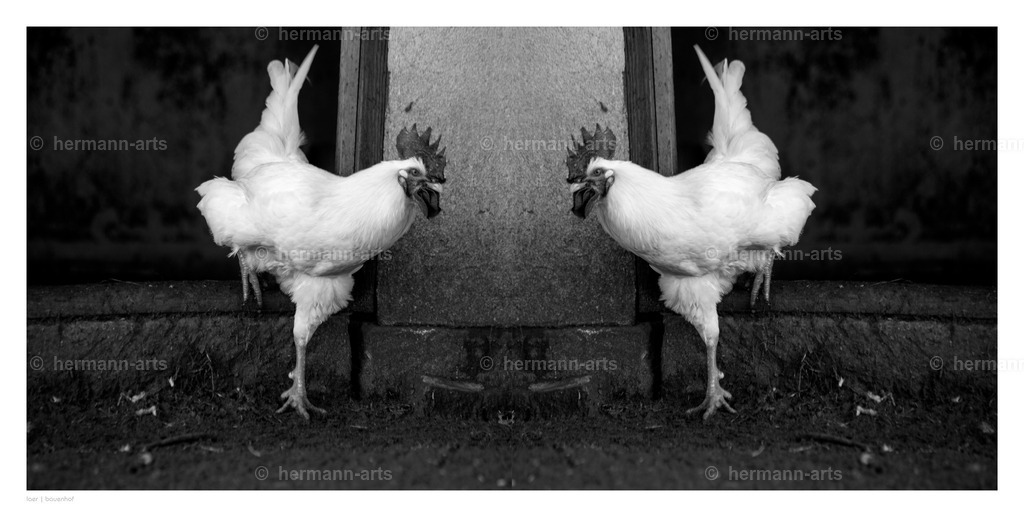 selbstbegegnung_10_03_24_einzeln53 | Photo Foto Kunst Art schwarzweiss Bilder Rheine Münster Berlin Blumen 