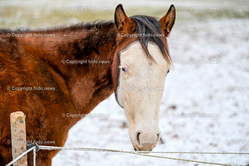 Slowakei_ Durcina_ Ranch Simba_ 25.12.2025-6 | 25.12.2025, Rajec, SVK, Themenbild, Pferde, im Bild Pferd, Pferde, Stute, Hengst, Fohlen, Quarter Horse, Ranch, Weide, Hof, Wiese, Stall, Nutztier, Tier, Tierfotografie
