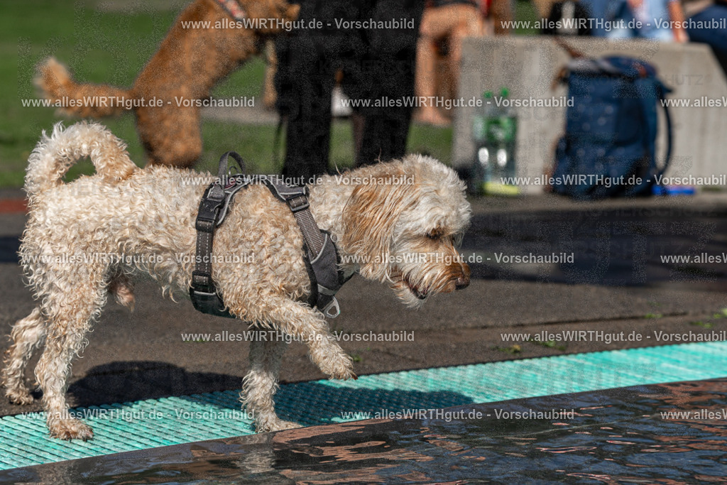Hundeschwimmen_Volksbad_2026-allesWIRTHgut_Tierfotografie-2609061155-FAY06325 | Professionelle Tierfotografie in Mönchengladbach von Daniel Wirth (allesWIRTHgut). Liebevolle & natürliche Bilder von Hunden & Katzen für unvergessliche Erinnerungen.