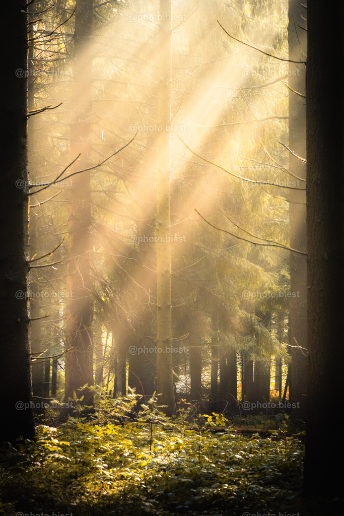 IMGC1878 | photobiest - Realisiert mit Pictrs.com
