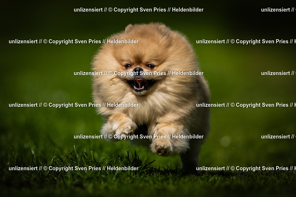 Sven Pries | 2025-04-13 - Hunderennen Baden-Baden - Realisiert mit Pictrs.com