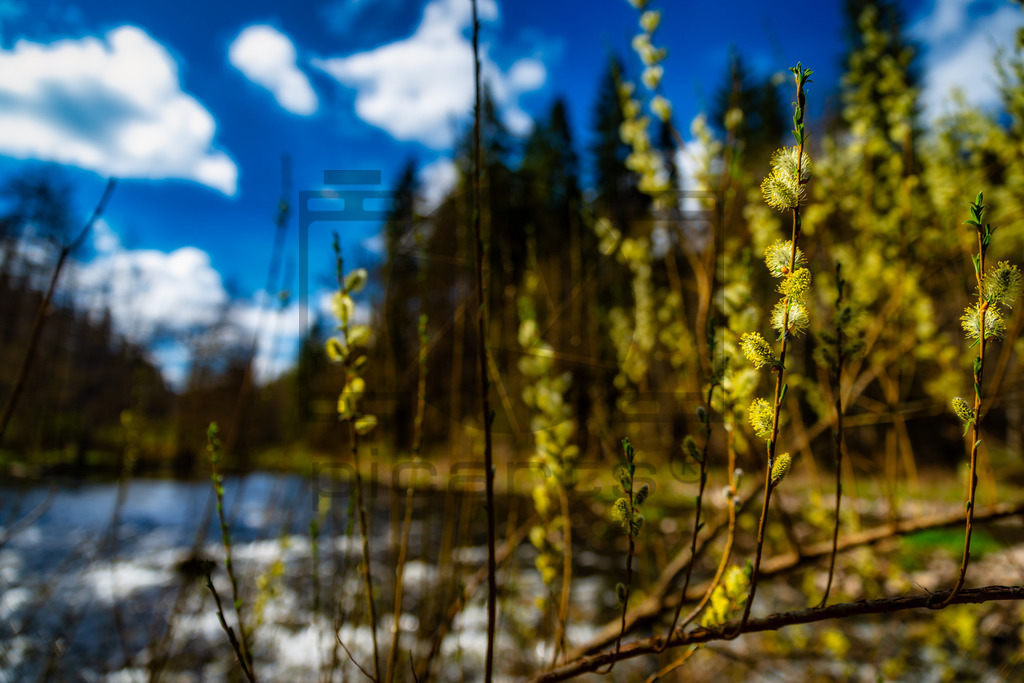Wutachschlucht | Frühling in der Wutachschlucht, dem größten Canyon Deutschlands - Realisiert mit Pictrs.com