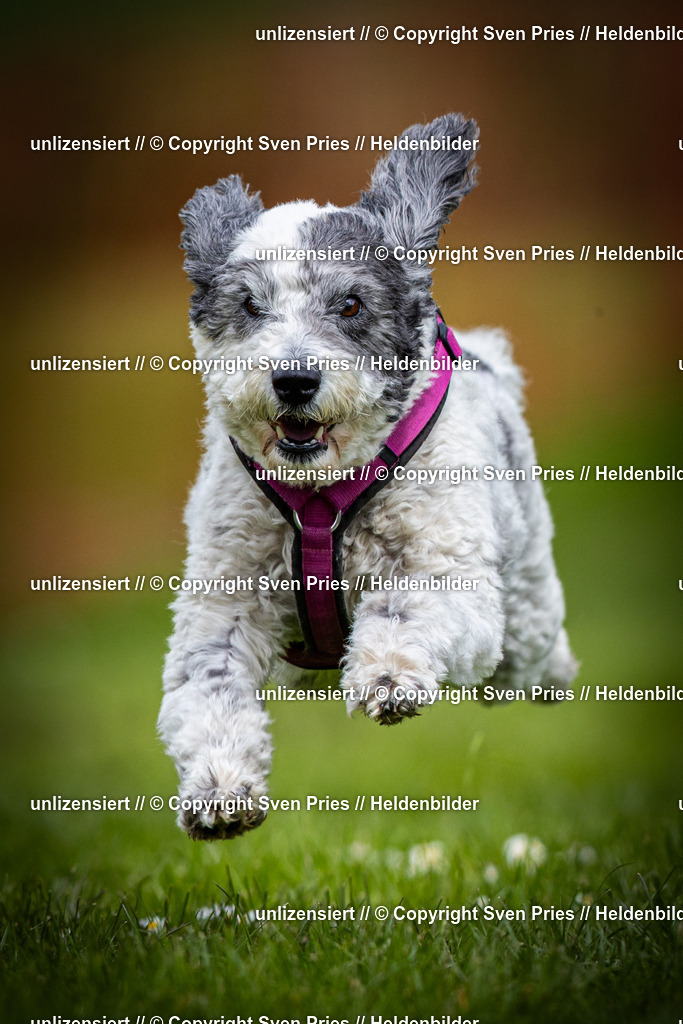 Sven Pries | 2025-04-13 - Hunderennen Baden-Baden - Realisiert mit Pictrs.com