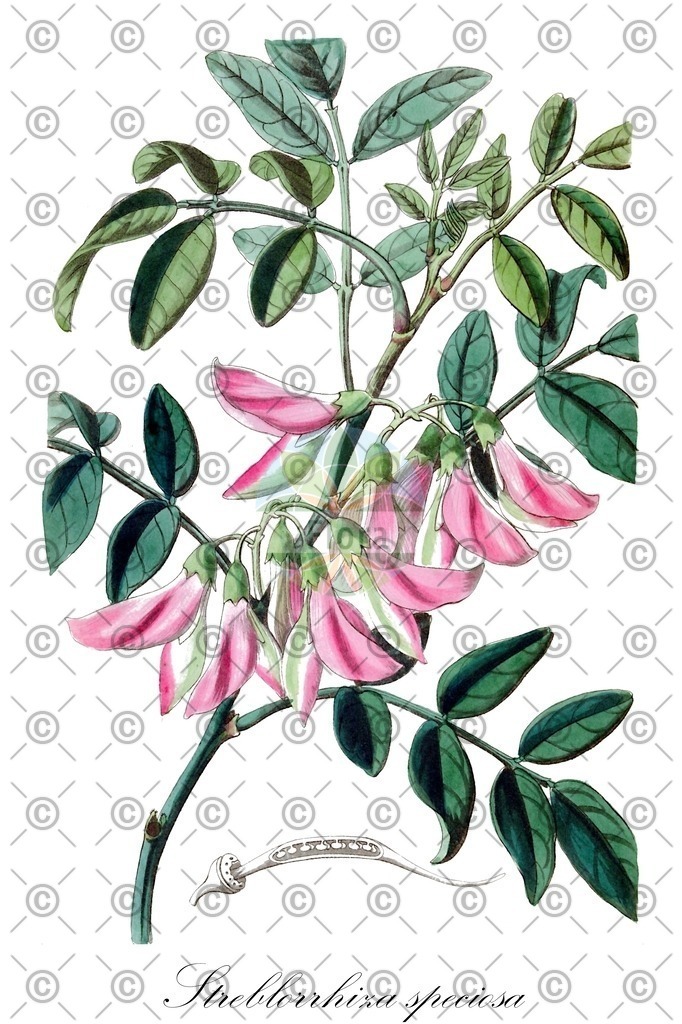HistAbb_wfo-0001230839_1_ENZY_Simple | Historische Abbildung von Streblorrhiza speciosa - Fabaceae | Historical Illustration of Streblorrhiza speciosa - Fabaceae