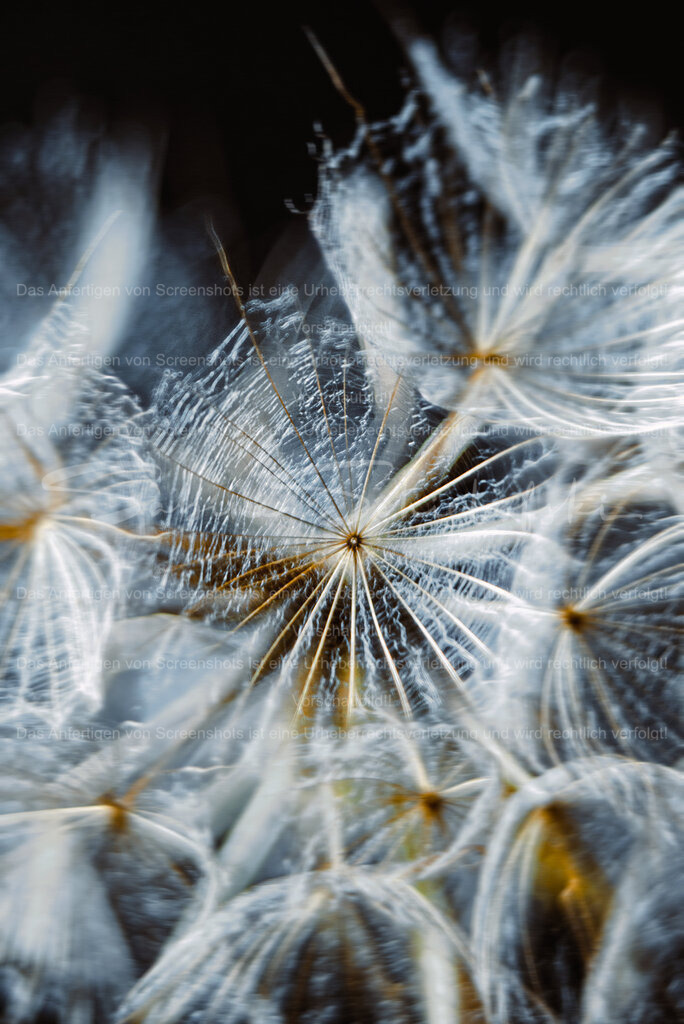 Details vom Bocksbart | People- und Tierfotografie, Imageaufnahmen, Veranstaltungsfotografie und Wandbilder aus der Natur ★ Made in Germany ✔️ Druck + Downloads ✔️ Naturfotografie in Top Qualität ★ schneller Versand, weltweite Lieferung! - Realisiert mit Pictrs.com