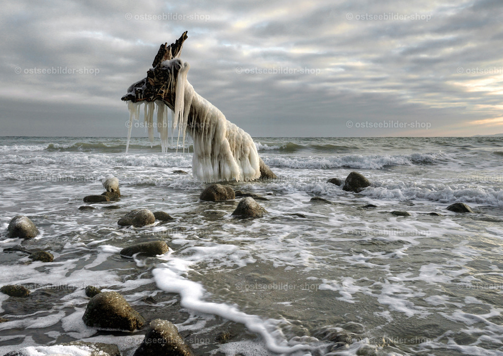 Fabeltier aus dem Wasser steigend | Ein Baum mit Wurzelballen steckt nach Kliffabbruch kopfüber im eiskalten Wasser vor dem Brodtener Ufer. Die Szenerie hat etwas Surreales. Man denkt an ein aufsteigendes Fabeltier mit weisser, zu Eiszapfen gefrorener Mähne.