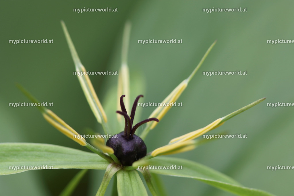 Einbeere-006 | Blütenstand der Einbeere - Realisiert mit Pictrs.com