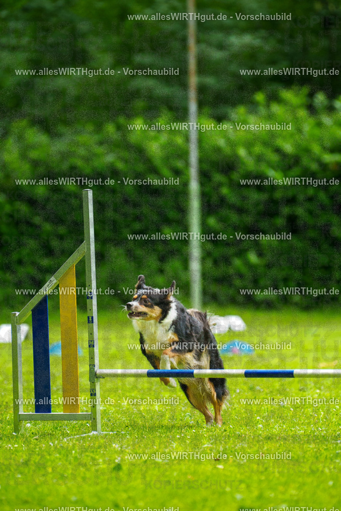 @allesWIRTHgut_Tierfotografie - www.allesWIRTHgut.de - 091729-7R506858 | Professionelle Tierfotografie in Mönchengladbach von Daniel Wirth (allesWIRTHgut). Liebevolle & natürliche Bilder von Hunden & Katzen für unvergessliche Erinnerungen.