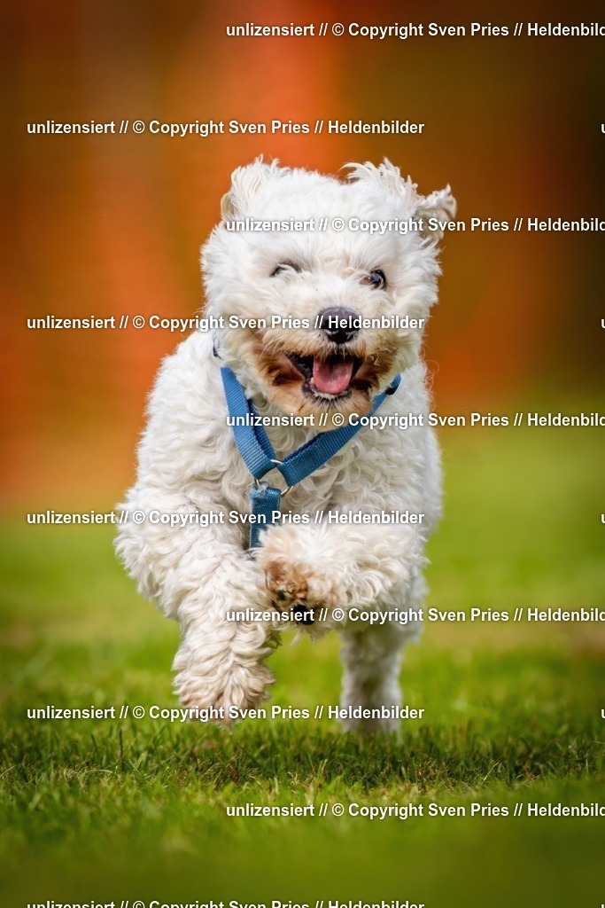 Sven Pries | 2024-09-22 - Hunderennen Baden-BadenPudelverein - Realisiert mit Pictrs.com