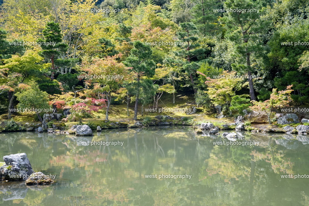 Pond in Japan - JPN 2025 | west photography - Realisiert mit Pictrs.com