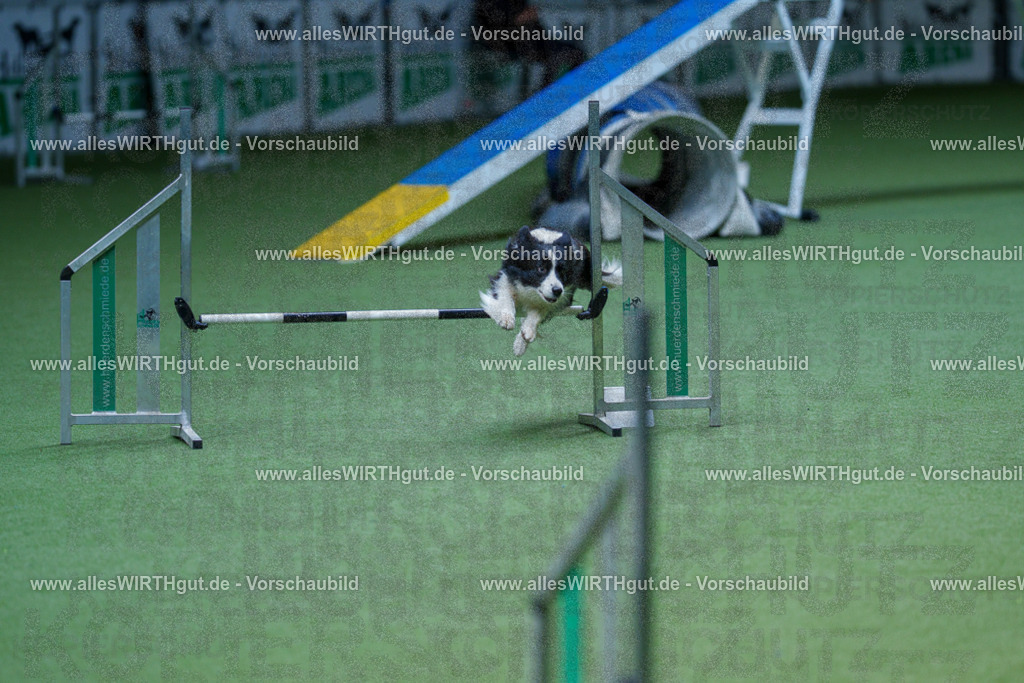 @allesWIRTHgut_Tierfotografie - www.allesWIRTHgut.de - 2604251252-7R502967 | Professionelle Tierfotografie in Mönchengladbach von Daniel Wirth (allesWIRTHgut). Liebevolle & natürliche Bilder von Hunden & Katzen für unvergessliche Erinnerungen.