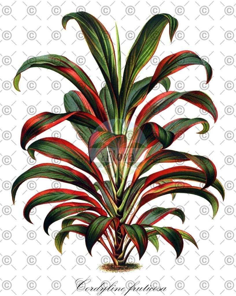 HistAbb_wfo-0000621218_1_ENZY_Simple | Historische Abbildung von Cordyline fruticosa - Asparagaceae | Historical Illustration of Cordyline fruticosa - Asparagaceae