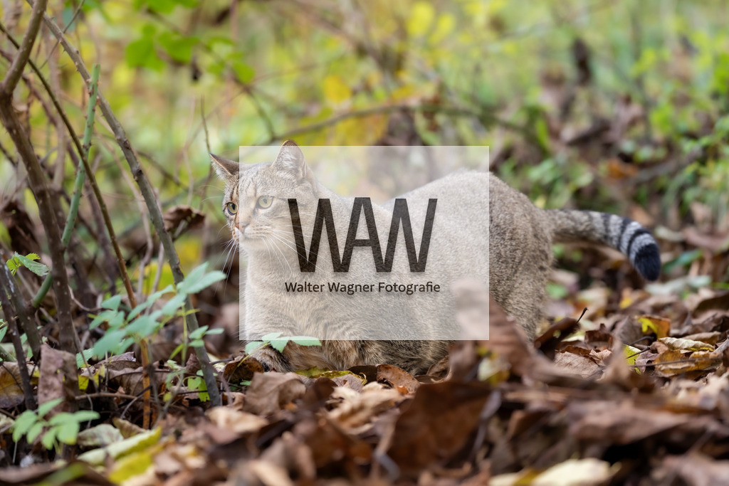 Bei der Mäusejagd | walter-wagner-fotografie