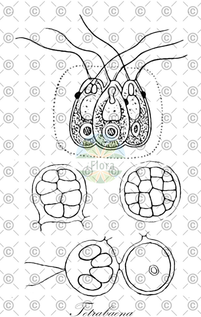 HistAbb_wfo-0000409096_1_ENZY_Simple | Historische Abbildung von Tetrabaena - Tetrabaenaceae (0) | Historical Illustration of Tetrabaena - Tetrabaenaceae (0)