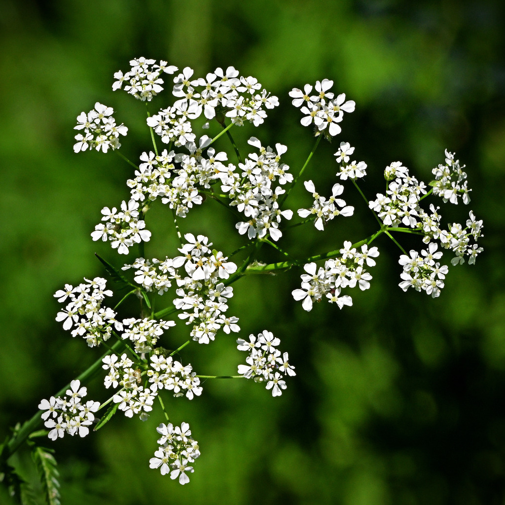 Wiesen-Kerbel01q | lucisnaturbilder - Realisiert mit Pictrs.com