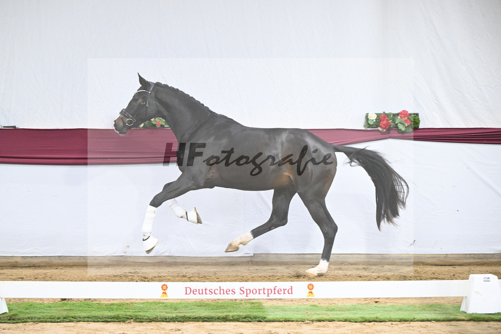 Kat-Nr. 106 Erste Sahne x Dimaggio_Gestuet Rickhof_47251805 | hf-fotografie - Realisiert mit Pictrs.com