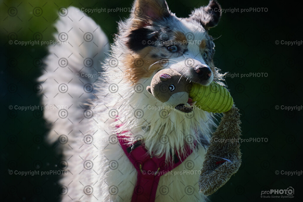 189_202509_4Hundebadetag_NZ9_2740 | proPHOTO - Realisiert mit Pictrs.com