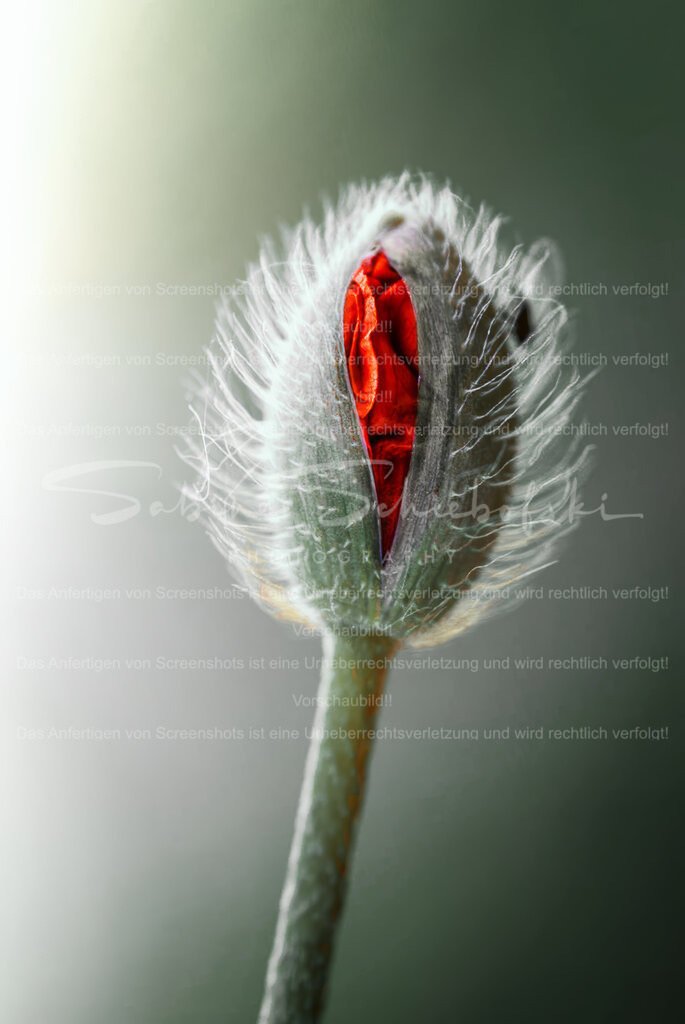 Mohn im Nahaufnahme-Format – Natur in ihrer schönsten Form | People- und Tierfotografie, Imageaufnahmen, Veranstaltungsfotografie und Wandbilder aus der Natur ★ Made in Germany ✔️ Druck + Downloads ✔️ Naturfotografie in Top Qualität ★ schneller Versand, weltweite Lieferung! - Realisiert mit Pictrs.com