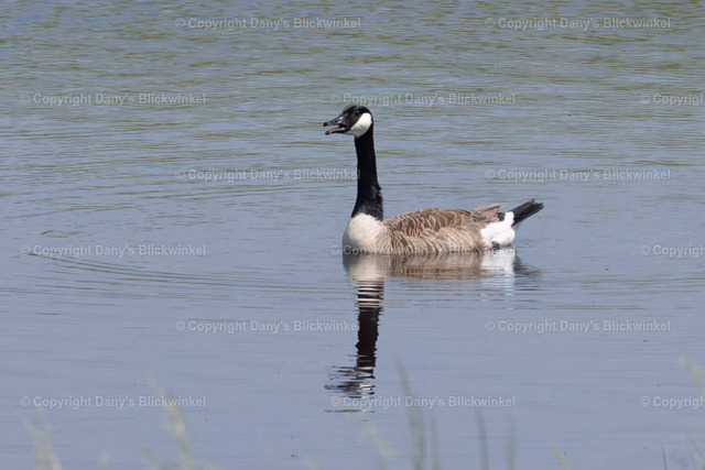 201736 | Tierfotografie, Tierkalender, Tierbilder, Insekten, Spinnen, Vögel, Schmetterling, Libellen, Leinwand, Colorkey, Qualität, Geschenkartikel, Geschenk - Realisiert mit Pictrs.com