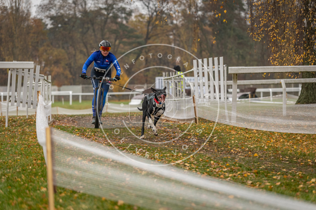 CaniXpix_DV3A8054 | Hundefotografie, Tierfotograf, Pfotenfotografie, Fotoshooting Hund, Hunde Portrait, Hundesport, Hundeportraits, Heideshooting, Hunde, Sportfotograf, Hundefotograf, Turnierhundsport, THS,  - Realisiert mit Pictrs.com