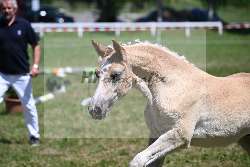 Kat-Nr. 25 HF Starino II x Alabaster B_Schneider_26240413 | hf-fotografie - Realisiert mit Pictrs.com