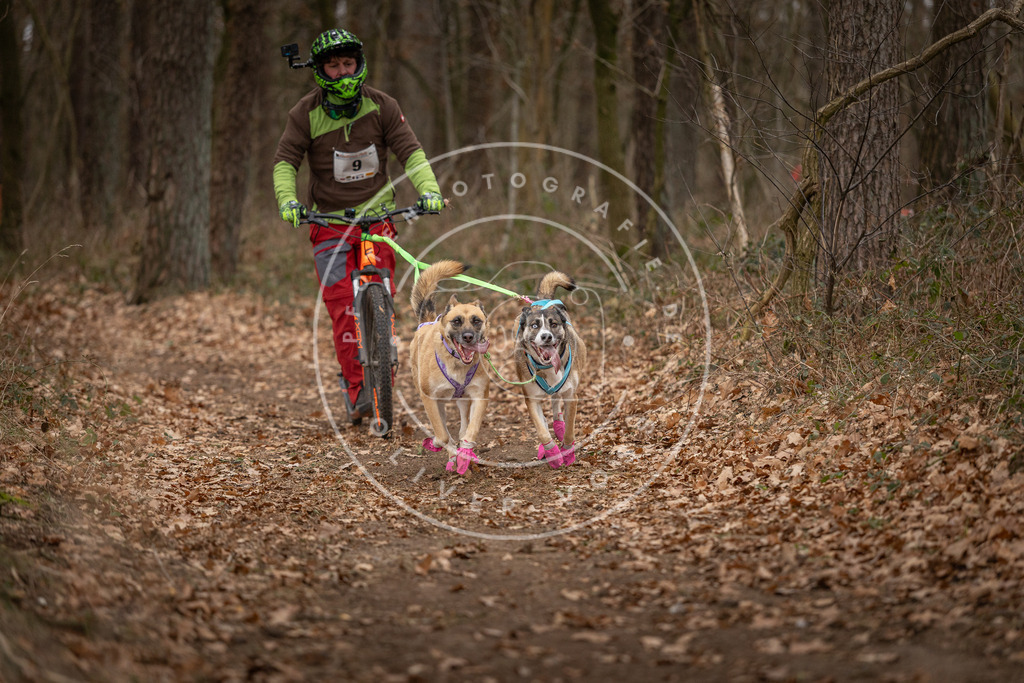 Pfotenfotografie_DV3A6696 | Hundefotografie, Tierfotograf, Pfotenfotografie, Fotoshooting Hund, Hunde Portrait, Hundesport, Hundeportraits, Heideshooting, Hunde, Sportfotograf, Hundefotograf, Turnierhundsport, THS,  - Realisiert mit Pictrs.com
