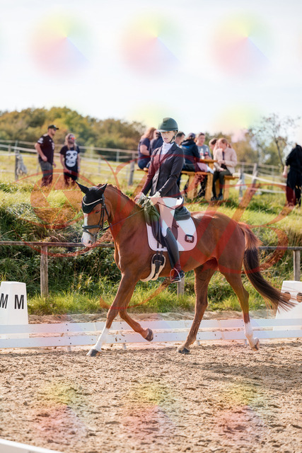 2026_10_03_Siefer-Hof_132821_Z63_88851356 | Professionelle Reitsport-, Turnier- und Eventfotografie von Robert Broda. Galerien mit ausgewählten und bearbeiteten Bildern direkt online ansehen und bestellen.