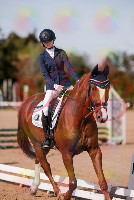 2026_10_03_Siefer-Hof_123445_Z81_32965437 | Professionelle Reitsport-, Turnier- und Eventfotografie von Robert Broda. Galerien mit ausgewählten und bearbeiteten Bildern direkt online ansehen und bestellen.