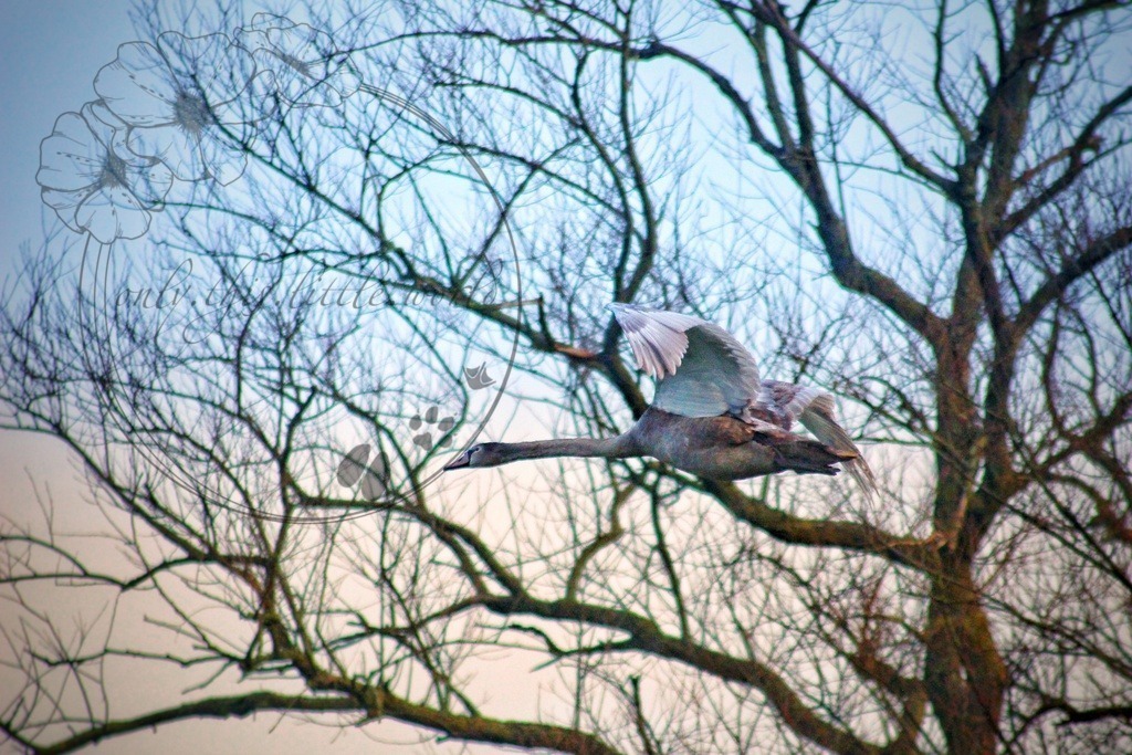 Graugans 001 | only.this.little.world - Realisiert mit Pictrs.com