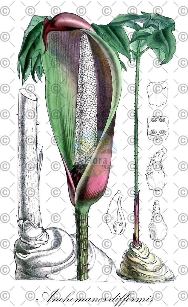 HistAbb_wfo-0000970027_1_ENZY_Simple | Historische Abbildung von Anchomanes difformis - Araceae | Historical Illustration of Anchomanes difformis - Araceae