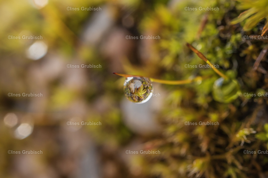 Tautropfen an Moos | Lila Lubbenbomm - Artwork by Ines Grubisch - Realisiert mit Pictrs.com