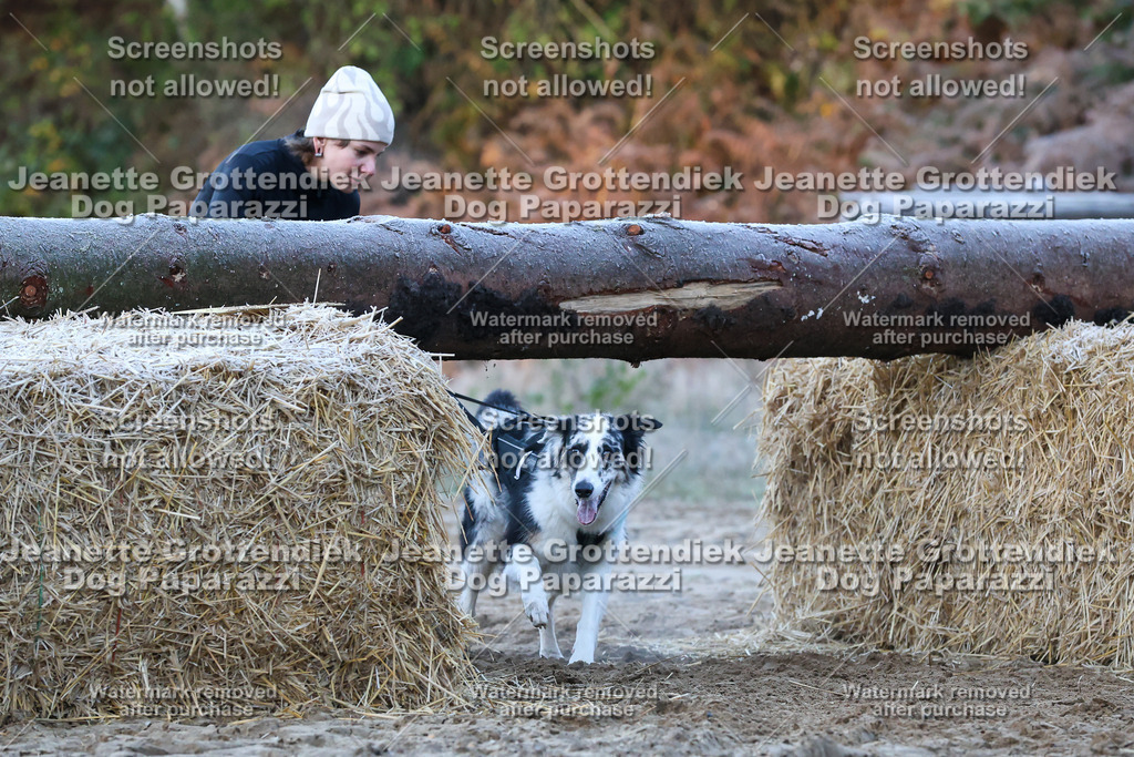 Dog Paparazzi - Strongdog 10-25-274 | Dog Paparazzi Jeanette Grottendiek Fotografie & Videografie - Realisiert mit Pictrs.com