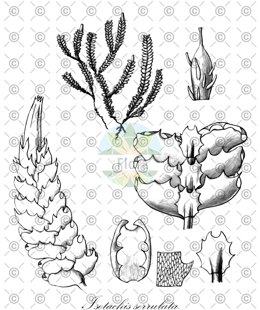 HistAbb_wfo-0001186051_2_ENZY_Simple | Historische Abbildung von Isotachis serrulata - Balantiopsidaceae | Historical Illustration of Isotachis serrulata - Balantiopsidaceae