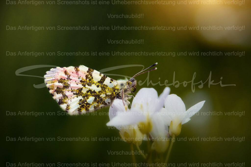 Wandbild Schmetterling "Aurorafalter" | Exklusive Naturfotografie für stilvolle Wanddekoration ★ Premium Wandbilder Made in Germany ✔️ FineArt Drucke & Downloads ✔️ Brillante Farben, höchste Qualität & weltweiter Versand ✔️ - Realisiert mit Pictrs.com