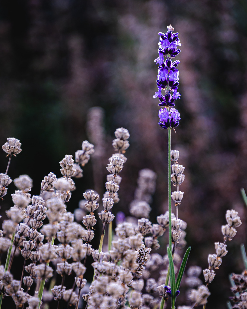 _DSC5228 | renerovisanfotoart.com