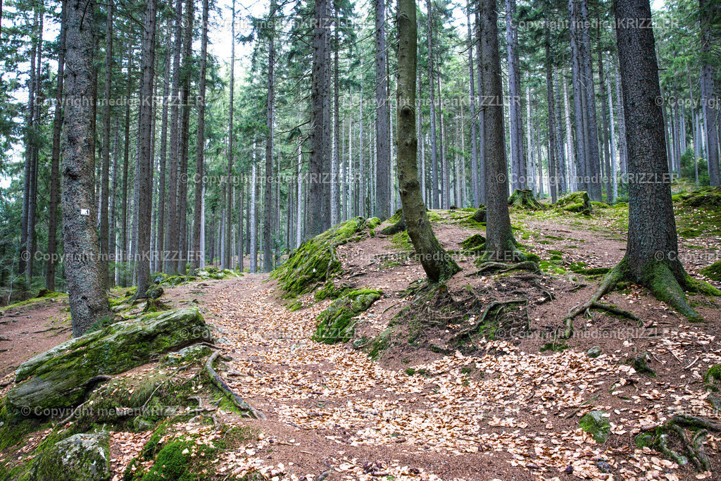 _J3A9089 | medienkrizzler - Realisiert mit Pictrs.com