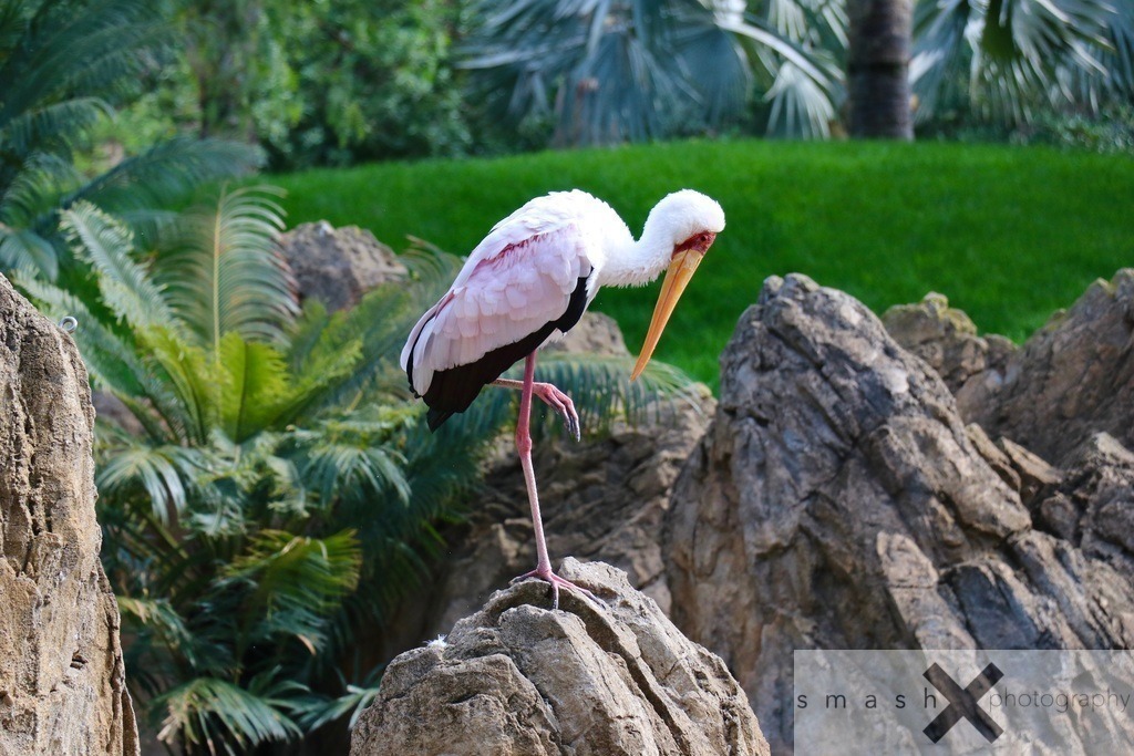 Nimmersatt | smash-photography.com