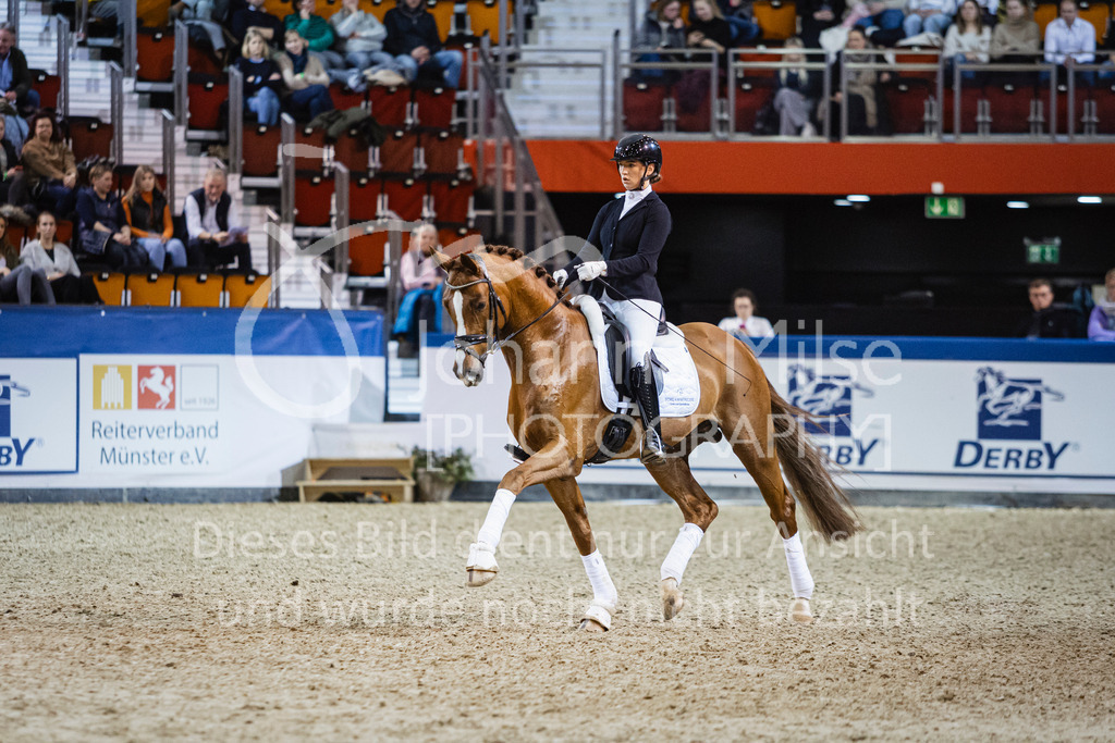 250108_Muenster_Hengstpräsentation-150 | Deine schönsten Turniermomente als professionelle Fotos! Entdecke hochwertige Pferdesport-Fotografie im Online-Shop. Jetzt Fotos finden & bestellen!