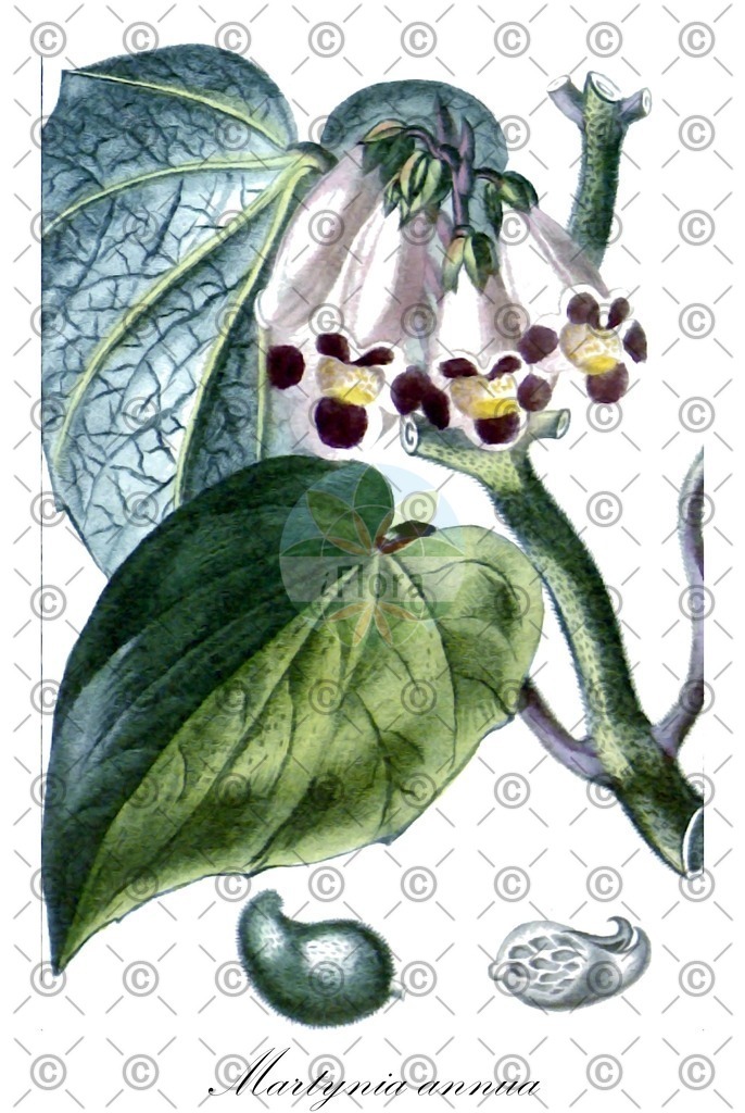 HistAbb_wfo-0000449966_1_ENZY_Simple | Historische Abbildung von Martynia annua - Martyniaceae | Historical Illustration of Martynia annua - Martyniaceae