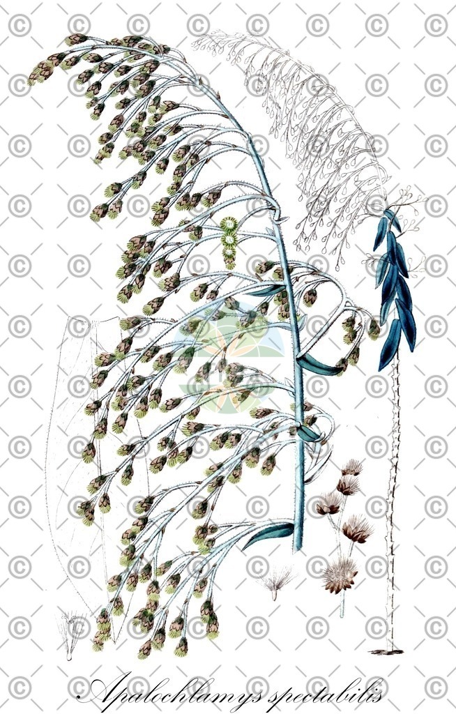 HistAbb_wfo-0000137642_2_ENZY_Simple | Historische Abbildung von Apalochlamys spectabilis - Asteraceae | Historical Illustration of Apalochlamys spectabilis - Asteraceae