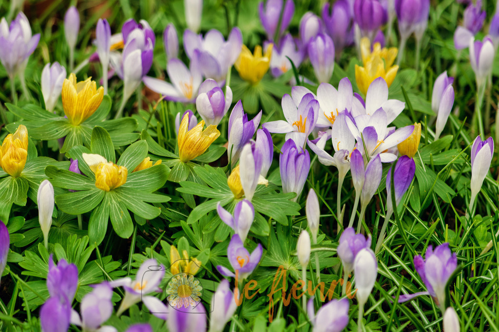 DSC_0269-NEF_DxO_PRIME (1) | Dies ist der Shop von Florian Blum - le fleuri. Langenthal, Bern, SchweizSie können hier meine oder ihre eigenen Fotos als Fotoprodukte kaufen. Tassen, Schlüsselanhänger, Taschen etc. können Sie hier gestalten.  - Realisiert mit Pictrs.com