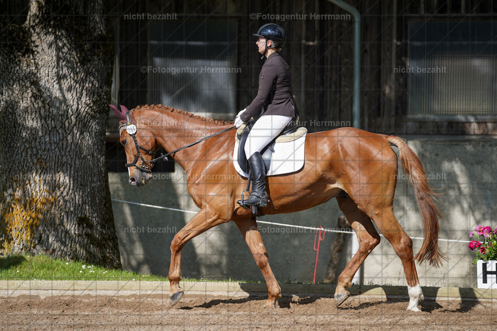 20240519-FAH04680 | Turnierbilder Niederseeon 2024, Vielseitigkeitsdressur, Reitsportbilder aus dem Landkreit Ebersberg, Gut Steinsee, RC Steinsee, Fotoagentur Herrmann