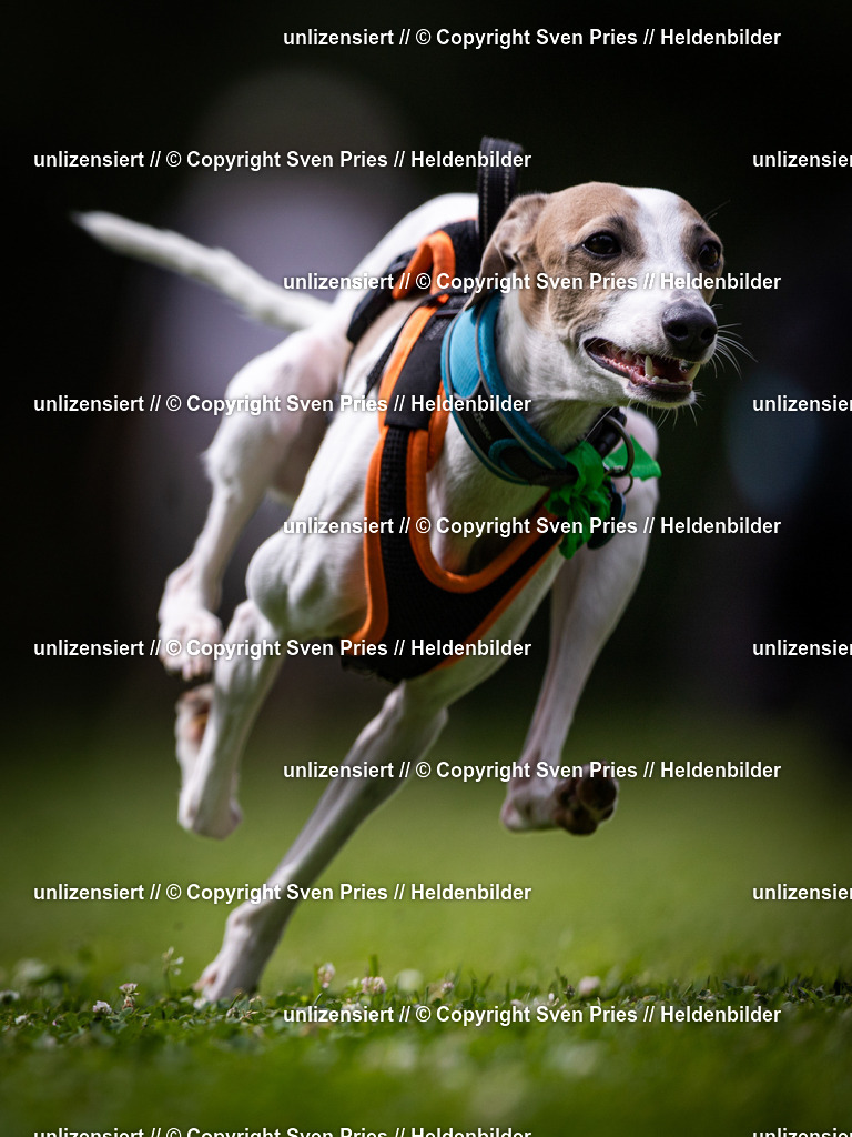 Sven Pries | 19. Allgemeines Hunderennen Karlsruhe Durlach - Realisiert mit Pictrs.com