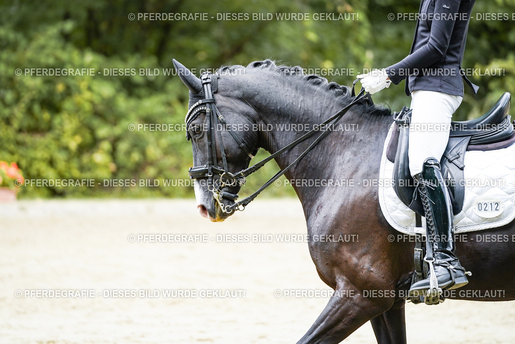 DSC05965 | Pferdegrafie