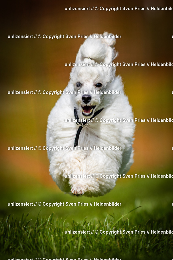 Sven Pries | 2025-04-13 - Hunderennen Baden-Baden - Realisiert mit Pictrs.com