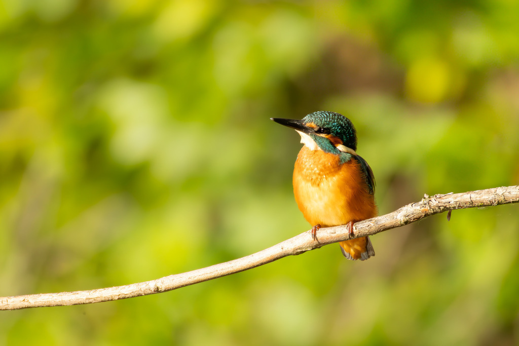 Der Eisvogel | Der Eisvogel (Alcedo atthis) ist aufgrund seines leuchtend bunten Gefieders und seiner pfeilschnellen Jagdweise eine der auffälligsten und schönsten Vogelarten Mitteleuropas. Er wird oft als "fliegender Edelstein" bezeichnet und dient als wichtiger Indikator für die Gesundheit und Naturnähe von Gewässern. - Realisiert mit Pictrs.com