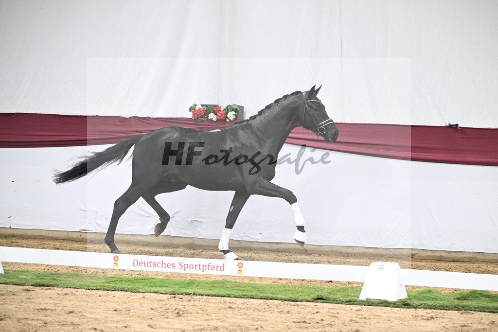 Kat-Nr. 38 Vivanero x Bretton Woods_Hanna Stengele_47251335 | hf-fotografie - Realisiert mit Pictrs.com