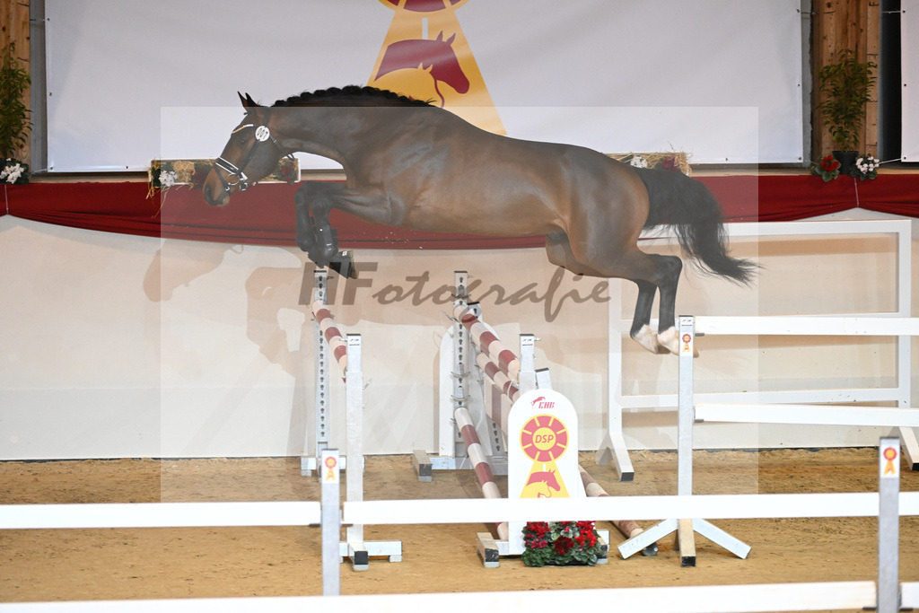 Kat-Nr. 7 Chacco Blue_Sportpferde vom Hardthof_1230806 | hf-fotografie - Realisiert mit Pictrs.com
