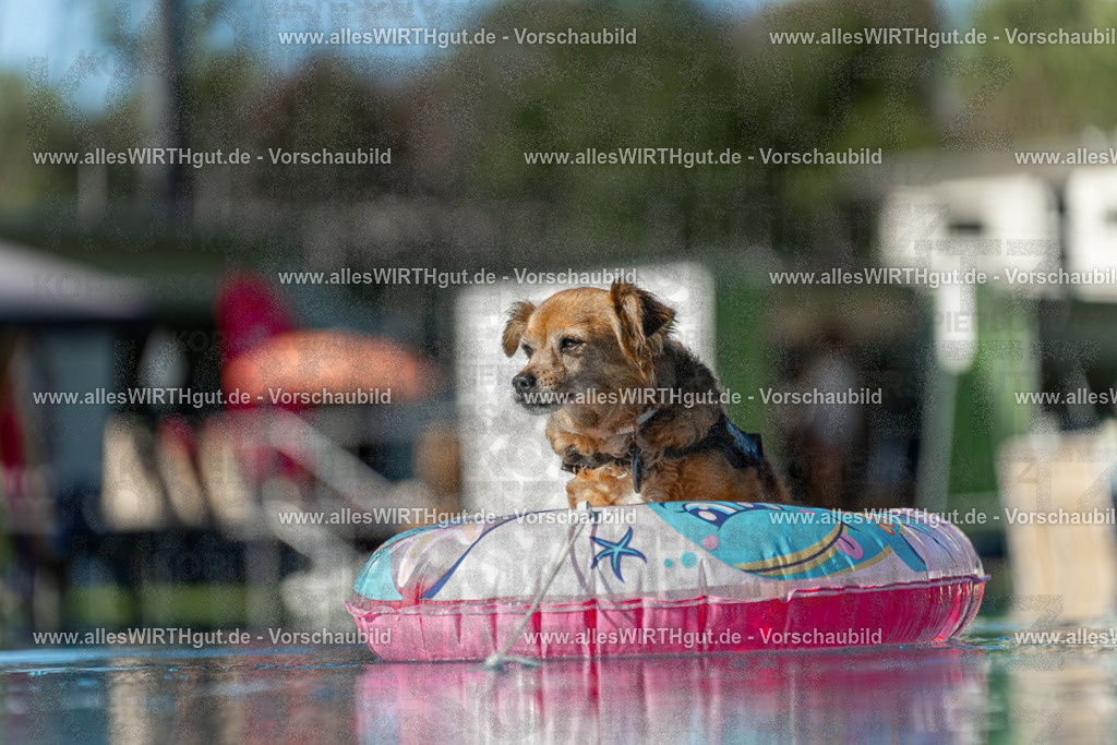 Hundeschwimmen_Volksbad_2026-allesWIRTHgut_Tierfotografie-2609061047-095752-7R509182 | Professionelle Tierfotografie in Mönchengladbach von Daniel Wirth (allesWIRTHgut). Liebevolle & natürliche Bilder von Hunden & Katzen für unvergessliche Erinnerungen.